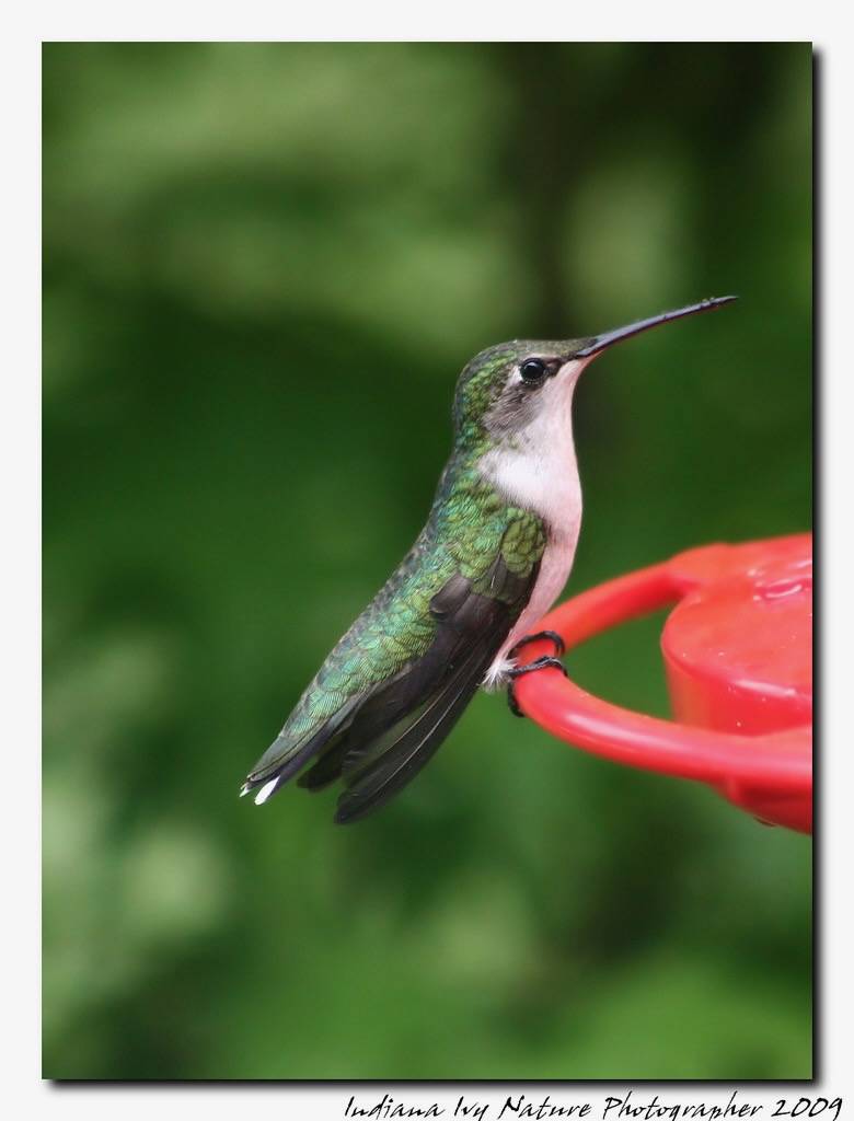 May 4th 09 Female Ruby Throat by Indiana Ivy Nature Photographer is licensed under CC BY 2.0.